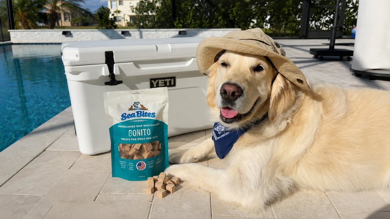 A golden retriever dog wearing a beige safari hat and blue bandana lies on a tiled pool deck next to a white YETI cooler, with a bag of Sea Bites Bonito dog treats in front of it.